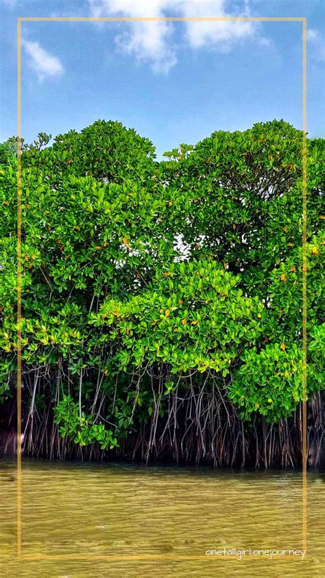 The World's Second Largest Mangrove In Pondicherry | LBB