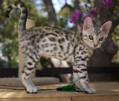 Silver Bengal | Bengal kitten, Bengal cat, Kittens cutest