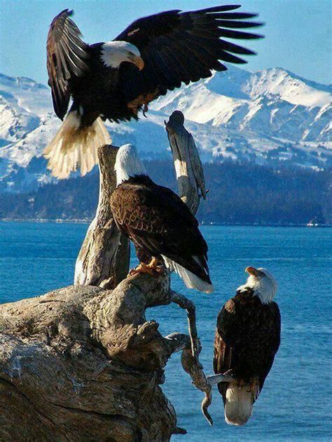 157 best images about Eagles on Pinterest | The golden, The eagles and ...