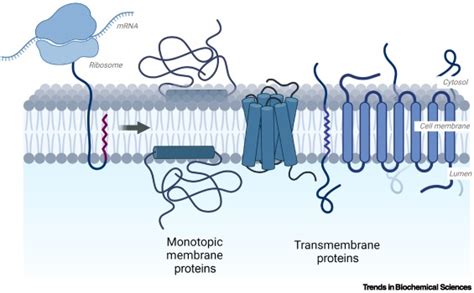 Membrane protein synthesis: no cells required: Trends in Biochemical ...