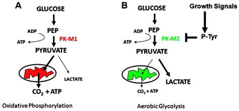 Identification of activators for the M2 isoform of human pyruvate kinase - Probe Reports from ...