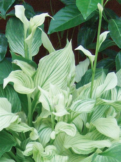 'White Feather' Hosta | HGTV