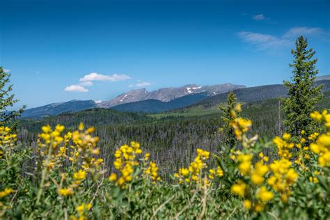 5 Best Summer Wildflower Hikes - Venture Out