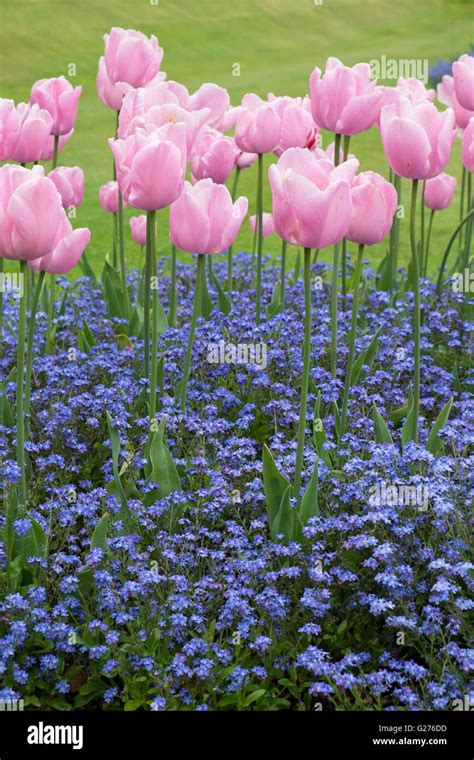 Pink tulips and Blue Forget Me Nots Stock Photo - Alamy