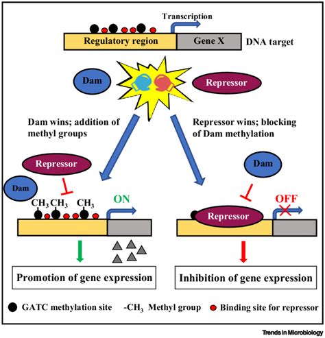 Illustration of DNA Methylation-Dependent Gene Expression Regulation.... | Download Scientific ...