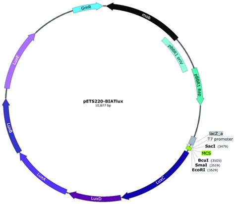 Map of the pETS220-BIATlux (pETSlux) promoter-probe vector. The... | Download Scientific Diagram