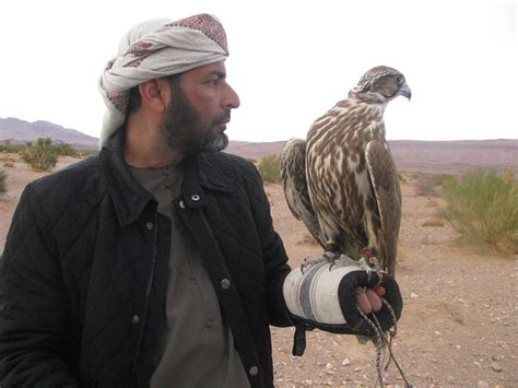 Sustainable Conservation of the Saker Falcon - Conservation Frontlines