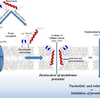 Overview of the mode of action of bacteriocins | Download Scientific Diagram