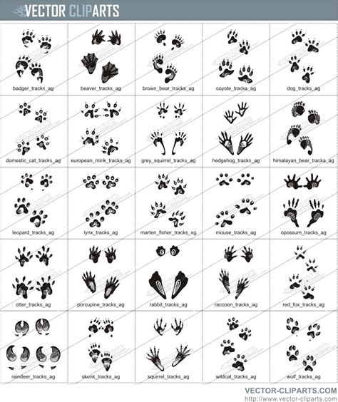 19 Awesome raccoon tracks clipart | Animal tracks, Animal footprints ...