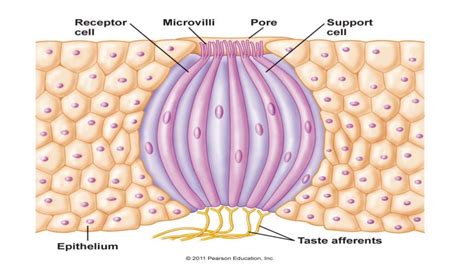 Oral cavity Histology