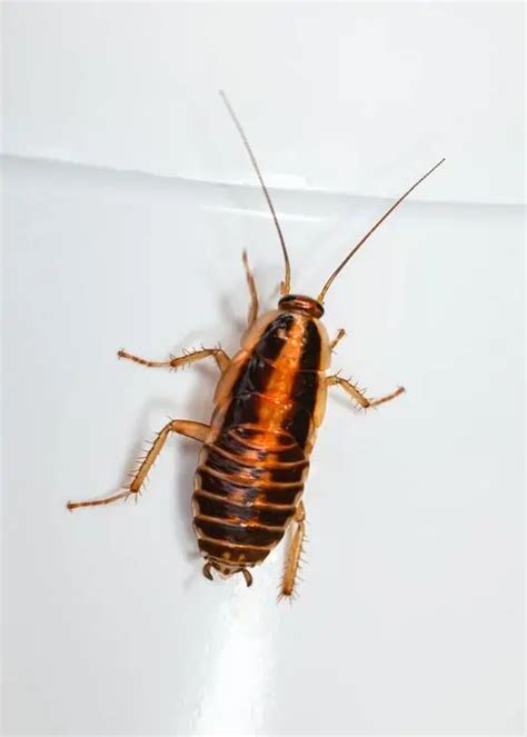 What is an Albino Roach or White Roach? How to Identify and Get Rid of ...