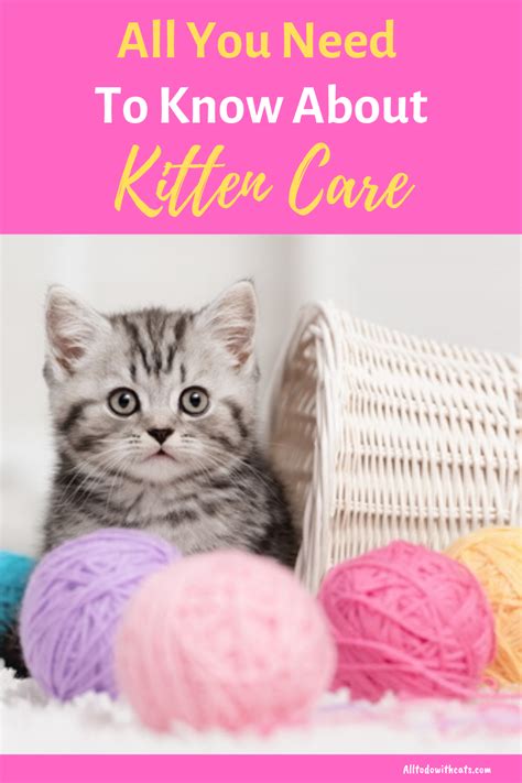 How To Care For A Kitten From Newborn Up To The First Few Months | Kitten care, Kitten, Cat care