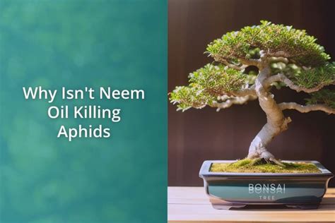 Why Isn't Neem Oil Killing Aphids - Bonsai Bonsai Tree