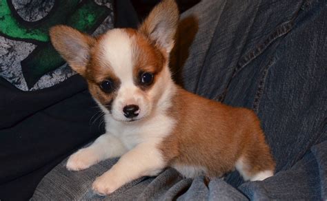 pembroke welsh corgi chihuahua mix | Chihuahua Dogs/Mixes | Corgi chihuahua mix, Chihuahua mix ...