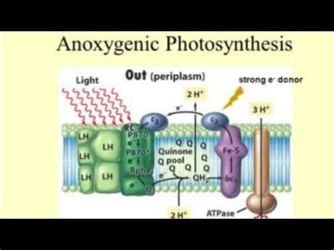 Explain Anoxygenic Of Photosynthesis (Bacterial Photosynthesis) - YouTube