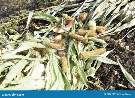 Compost Pit with Rotting Vegetables in the Garden Stock Image - Image ...