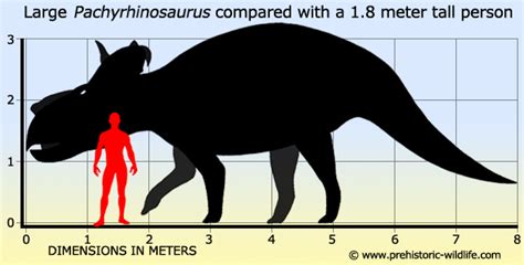 Image - Pachyrhinosaurus-size.jpg | Fossils and Archeology Mod Revival ...