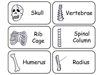 Learn Your Bones Flash Cards. Preschool Human Anatomy flash cards.