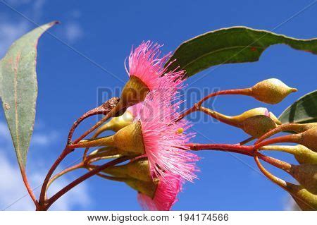 Native Australian Pink Image & Photo (Free Trial) | Bigstock