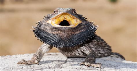 Bearded Dragon Lizard - Learn About Nature