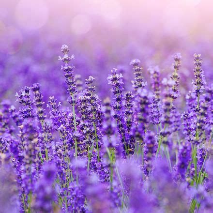CBD Aromatherapy Lavender Oil Herbal Body Moisturizer | Lavender, Lavender aromatherapy ...