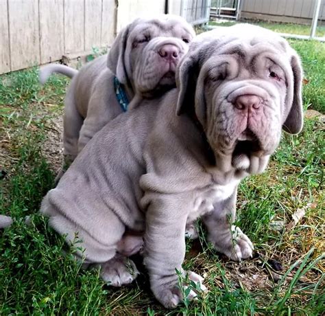 Neapolitan Mastiff puppies : r/aww