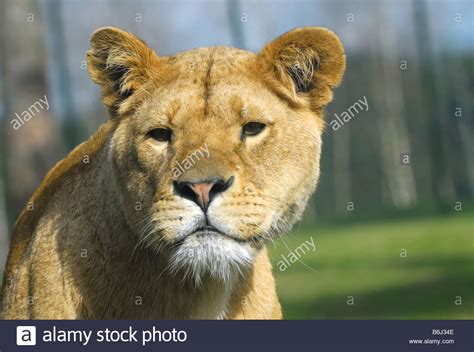 portrait of a big african female lion Stock Photo - Alamy