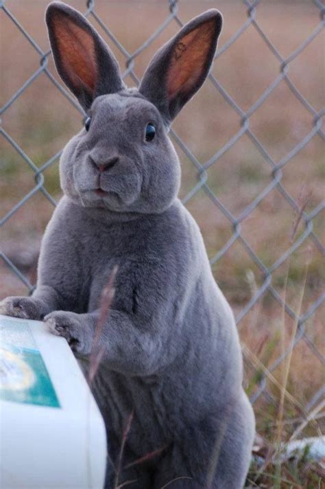 The look on his face - love it ️ REX coated rabbit | Giant rabbit, Flemish giant rabbit ...