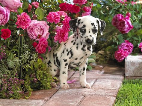 Dalmatian Puppies ~ Dog Galleries