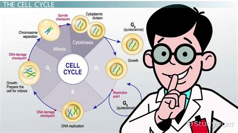 G0 Phase of the Cell Cycle | Overview & Importance - Lesson | Study.com