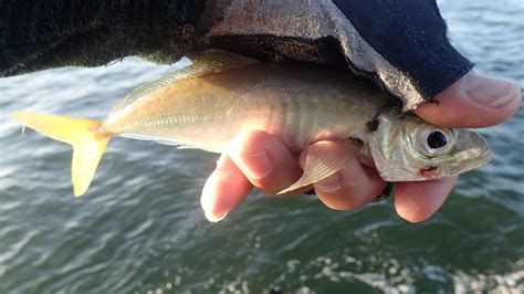 bream fishing Ballina | Landangler's Blog