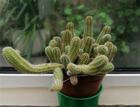 How to Grow & Care for Peanut Cactus: A Comprehensive Guide