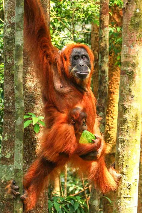 Gunung Leuser National Park orangutans, tigers bukitlawang, Indonesia ...