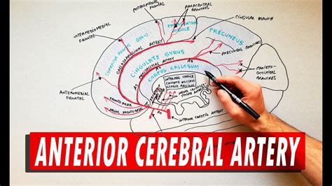 Anterior Cerebral Artery | Anatomy Tutorial - YouTube