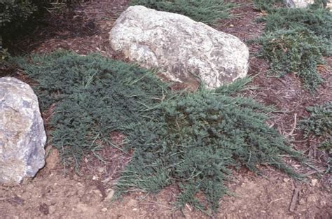 Juniperus horizontalis 'Bar Harbor' / Juniperus horizontalis 'Bar Harbor' - OnlinePlantGuide.com ...