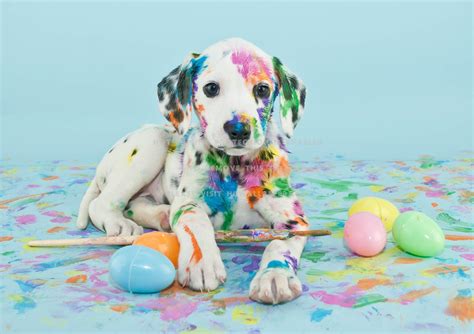 Easter Dog Wallpapers - Top Free Easter Dog Backgrounds - WallpaperAccess