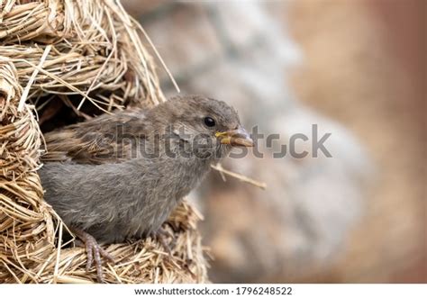 8,160 Sparrow Nest Stock Photos, Images & Photography | Shutterstock