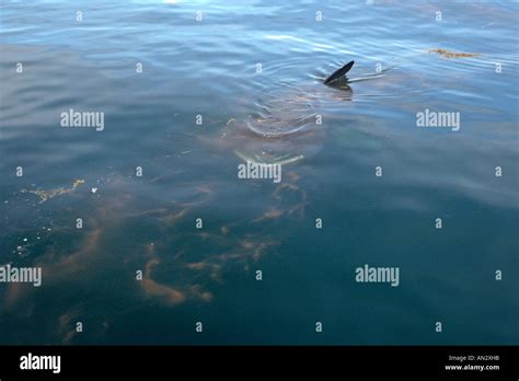 Basking shark Cetorhinus maximus filter feeding near Isle of Canna Scotland June 2006 Stock ...