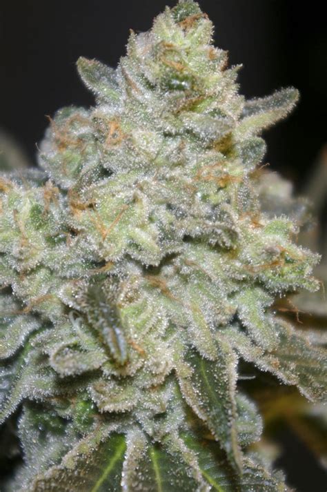 Quebec Poutine Cannabis Seeds by Digital Genetics