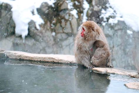 Snow Monkey Park - SNOW MONKEY RESORTS