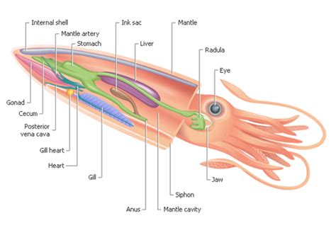 Squid Rocket Science | Deep Sea News