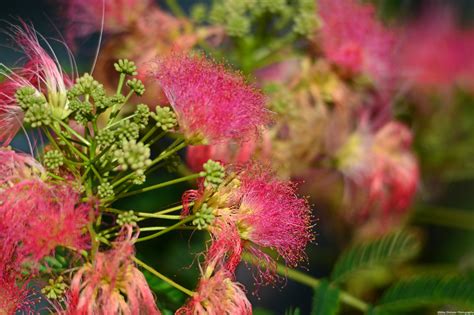 Mimosa Tree at Lake Luxembourg | Mimosa tree, Plants, Tree