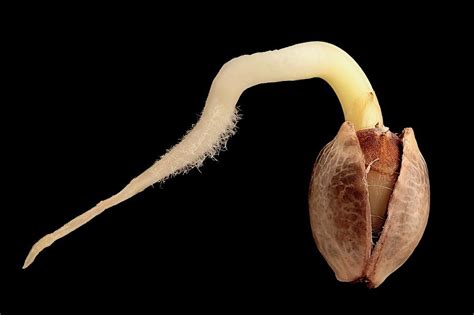 Cannabis Seed Germination Photograph by Antonio Romero - Fine Art America