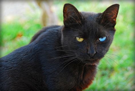 File:Odd Eyed Black Cat looks at viewer.jpg - Wikimedia Commons