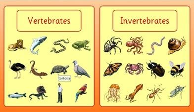 Haiwan Vertebrata Tahun 4 Worksheet - Riset