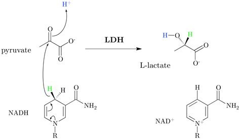 How to Interpret an Elevated Lactate on the Inpatient Wards – Clinical Correlations