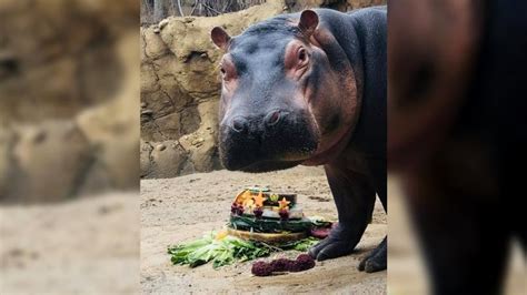 Happy birthday to Fiona the hippo! | FOX 56 News