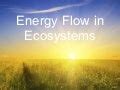 ENERGY FLOW IN ECOSYSTEM