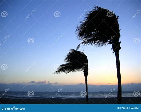 Palm Trees Swaying In The Wind Stock Photo - Image: 775640