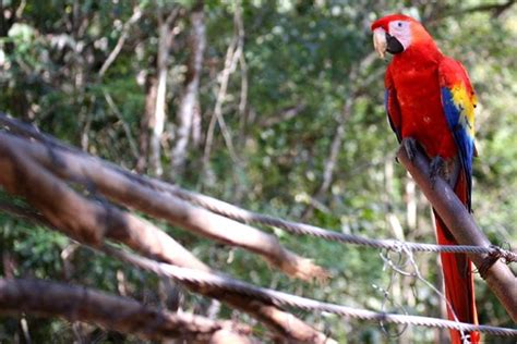 What is the National Bird of Honduras? - 10,000 Birds